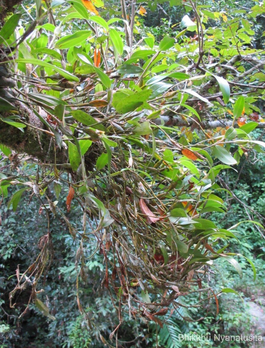 Dendrobium macraei Lindl.